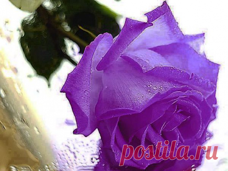 розы