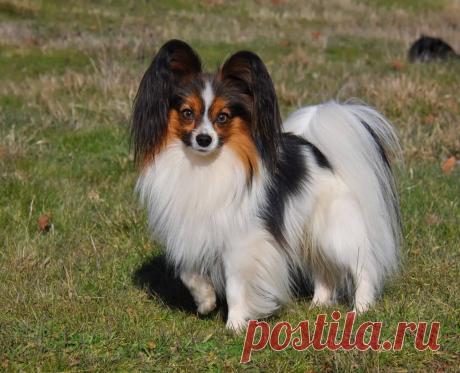 Порода собак папильон ( 100 картинок )