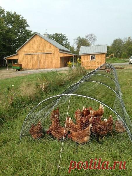 Курятник строгого режима