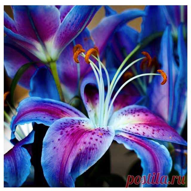 Дневник Любовь_Михайловна