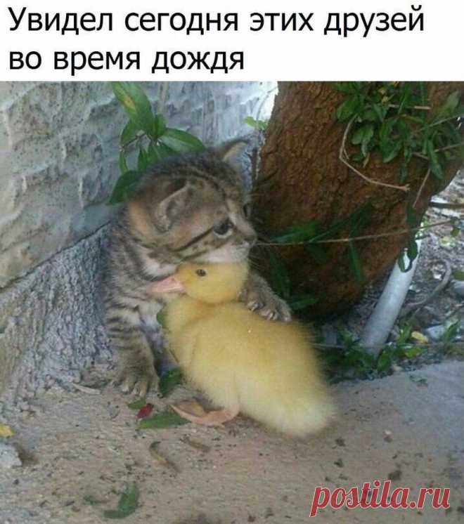 Без комментария