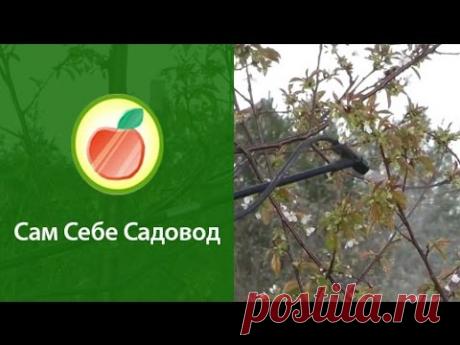 Опыление черешни