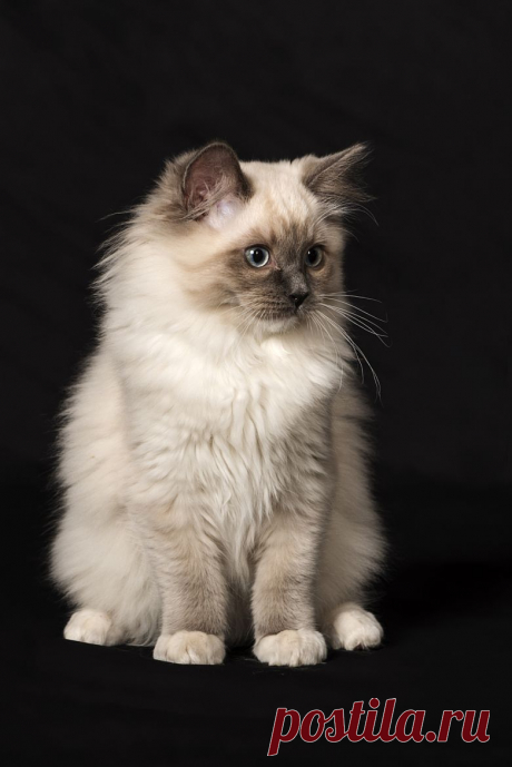 Artistic-realistic nature - 💙 Ragdoll on 500px by José Parés, Temuco, Chile...