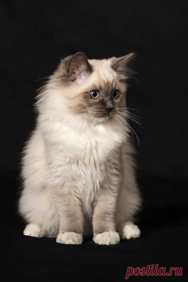 Artistic-realistic nature - 💙 Ragdoll on 500px by José Parés, Temuco, Chile...