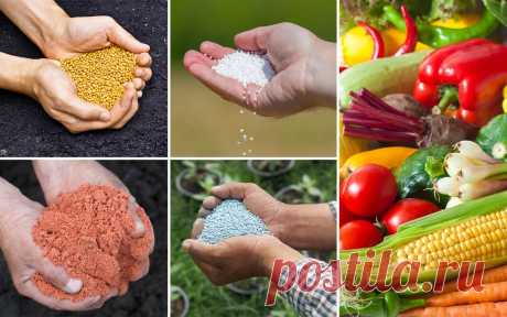 Минеральные удобрения – что это такое и как их правильно вносить
Некоторые огородники слишком буквально принимают идеи органического земледелия и поэтому отказываются от применения неорганических веществ. Но эффективность минеральных удобрений и их незаменимость …