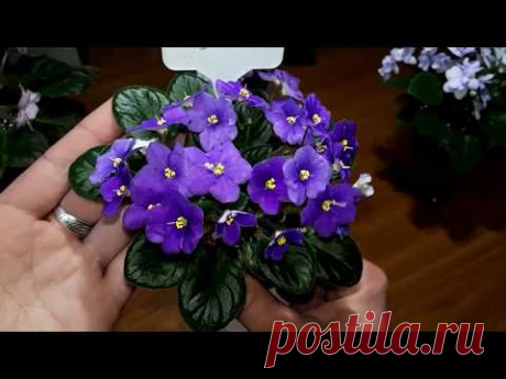 Опасный вредитель трипс. Как его вывести из коллекции.