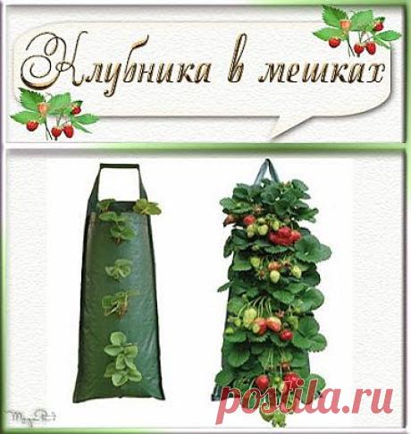 Выращивание клубники в мешках