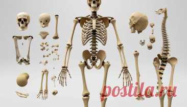 Типы костей человека: классификация, строение и расположение в скелете. | PortalBio