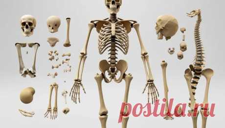Типы костей человека: классификация, строение и расположение в скелете. | PortalBio
