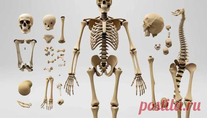 Типы костей человека: классификация, строение и расположение в скелете. | PortalBio