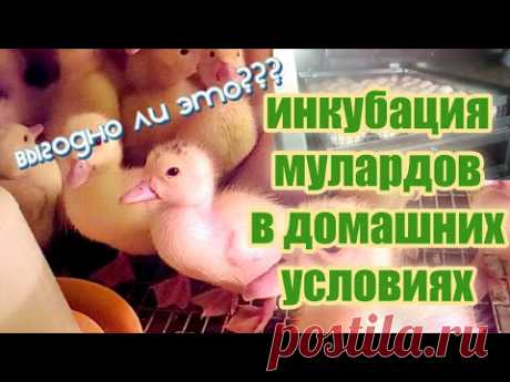 Вывод мулардов в инкубаторе. Итоги. Свой режим инкубации - YouTube