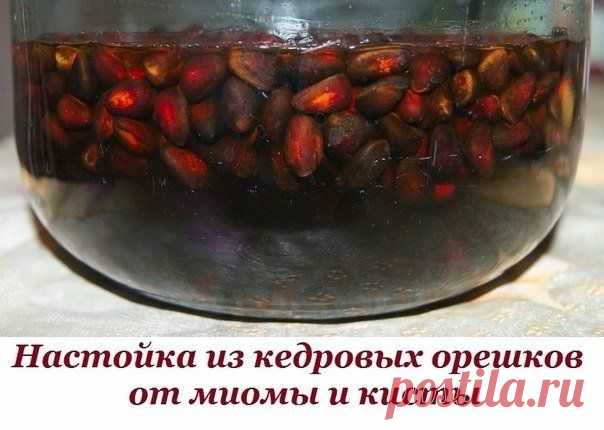 От миомы и кисты настойка из кедровых орешков