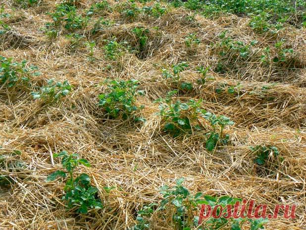 Как на зиму укрыть клубнику - лучшие способы и рекомендации