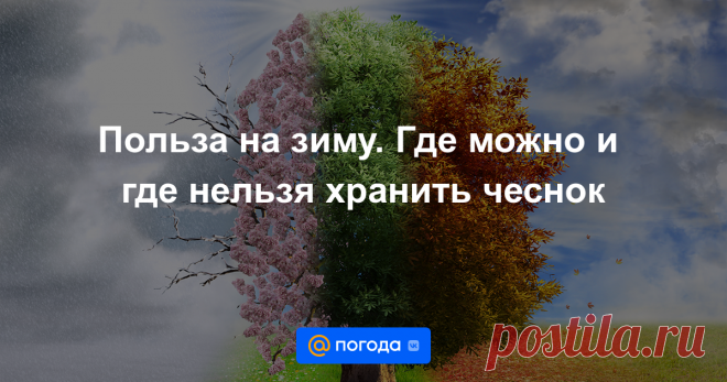 Польза на зиму. Где можно и где нельзя хранить чеснок Чеснок легко может пролежать у вас всю зиму, если вы запасете его сейчас, неважно, купите или будете хранить тот, что вырос у вас на огороде.