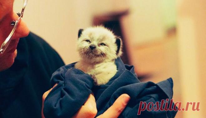 «В подвале, среди барахла и картонок, у серенькой кошки родился котёнок…» – Фитнес для мозга