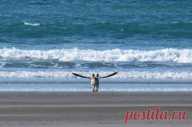As 100 fotos de cachorros mais adoráveis de todos os tempos