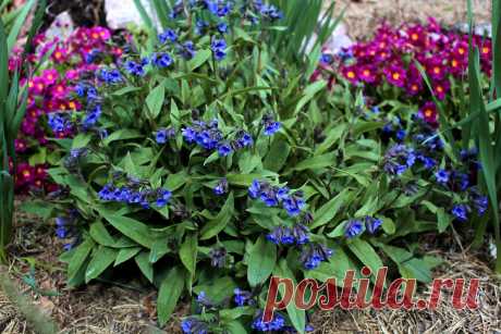 Медуница гибридная (Pulmonaria hybrid) &quot;Blue Ensign&quot;