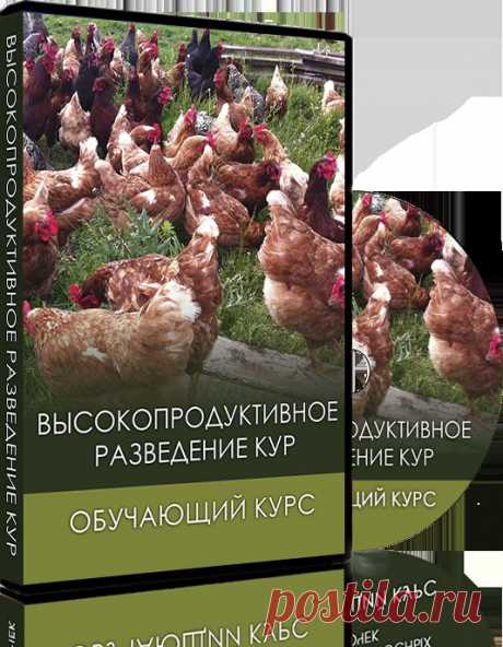 Разведение и выращивание мясных и яйценосных курочек на своем участке. Рентабельный бизнес!
