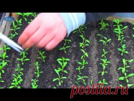 ГВОЗДИКА. КАК НАЧАТЬ ФОРМИРОВАНИЕ КРАСИВОГО КУСТА ГВОЗДИКИ.