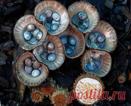Бокальчик полосатый (Cyathus striatus)