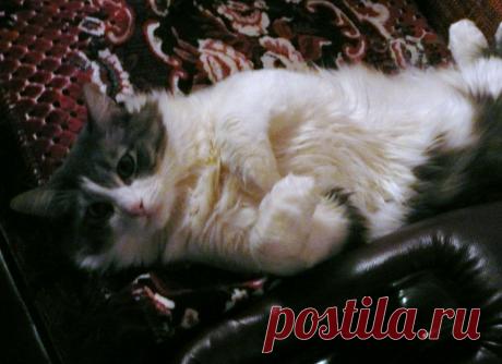 Кот  родственников