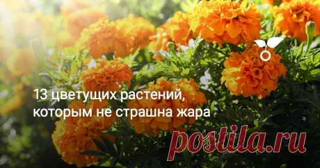 13 цветущих растений, которым не страшна жара Жар полуденного солнца, палящий зной и надолго задержавшиеся где-то на горизонте дождевые облака довольно неидеальная картина для идеально процветающего сада. Даже самые стойкие многолетники могут испытывать неутолимую жажду, постепенно теряя свою привлекательность и декоративность.