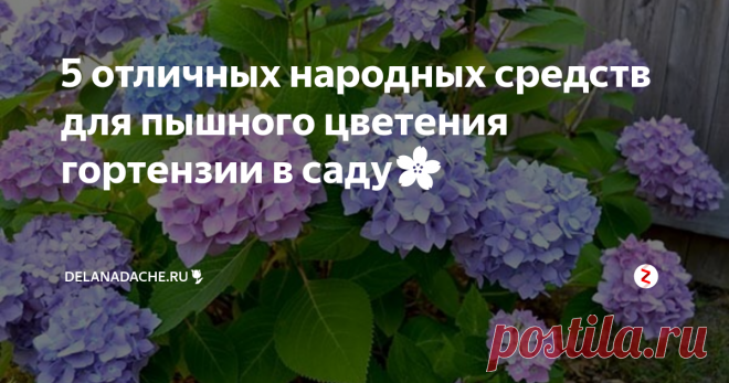 5 отличных народных средств для пышного цветения гортензии в саду🌸 Цветущая гортензия – одно из главных ярких украшений любого сада, но само растение считается прихотливым и цветет не всегда. Я знаю, как быстро простимулировать образование бутонов и сделать так, чтобы они продержались как можно дольше. Попробуйте подкормить куст одним из предложенных народных средств:
разведите в ведре воды литровый пакет кефира, простокваши или сыворотки. Понадобится любой кисло