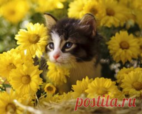 Красивым кажется все, на что смотришь с любовью. 
Кристиан Моргенштерн
#ОЛюбви #фотографии #ИринаДмитриева