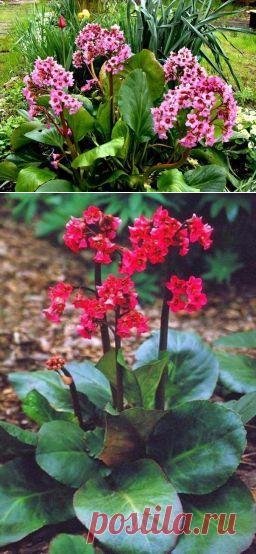 У вас растет бадан? - Садоводка