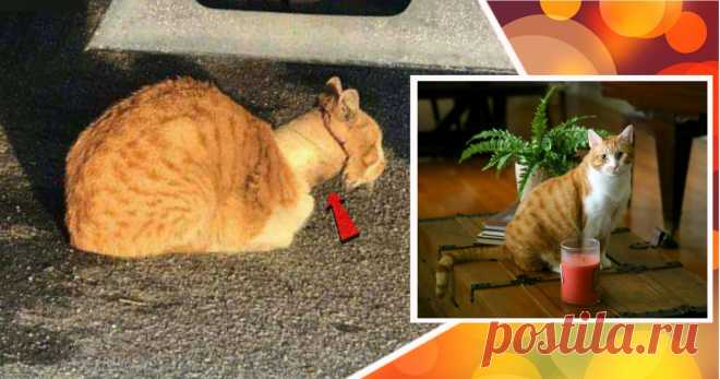 Кот с рулоном от скотча на шее… Что может быть печальнее? К счастью, жизнь Валентина сейчас совсем другая