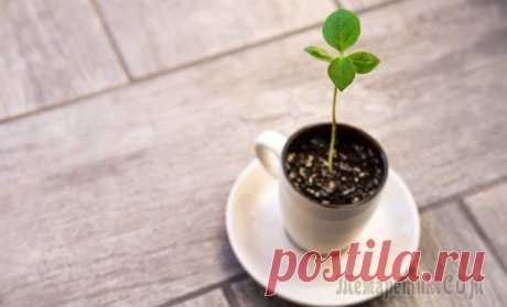 Чай и кофе в цветочном горшке – полезно ли это для растения?