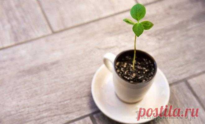 Чай и кофе в цветочном горшке – полезно ли это для растения?