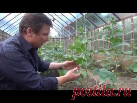 ОГУРЦЫ. Продолжаем тему пасынкования и правильного выращивания