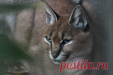 Caracal Caracal (Caracal caracal) Dierenpark de Oliemeulen, Tilburg, The Netherlands Conservation status: Least concern