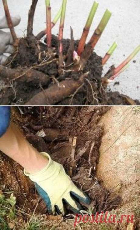(34) Одноклассники