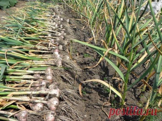 Лучшие предшественники для чеснока на грядке