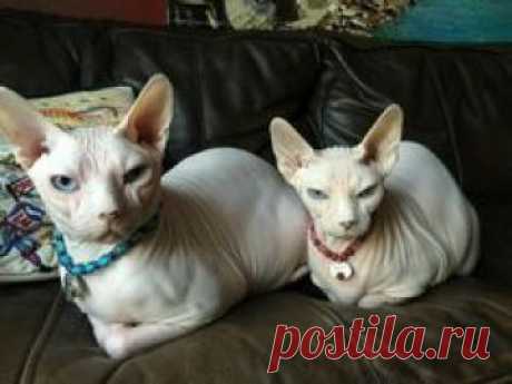 Sphynx Kitty