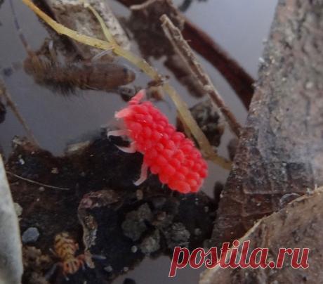 На этой неделе мы писали о членистоногом коллембуле из китайской провинции Хунань, которое из-за внешнего вида,получило латинское название в честь тропического плода рамбутан. Но, кажется, коллебула больше напоминает привычную нам малину. А как вы думаете? На первой фотографии коллембула, на второй малина ,а на третьей рамбутан.