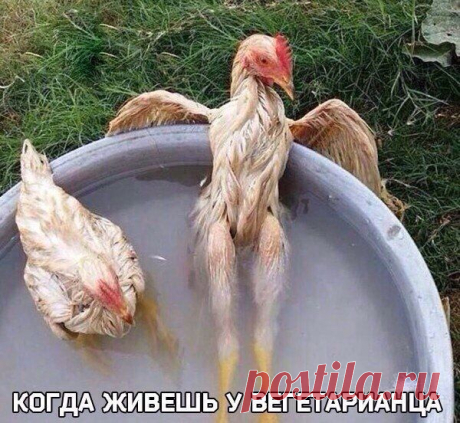 Крути попой так и сяк,
в этом тазе краковяк.
К похуданью - самый фитнес.
Покажи сальцу кулак!