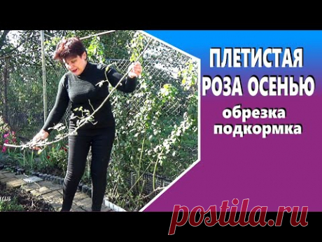 Плетистые розы осенью Последняя подкормка обрезка подготовка к зиме - YouTube
