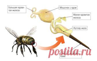 Зачем пчела погибает, когда жалит? | Вопрос-ответ | Вокруг Света