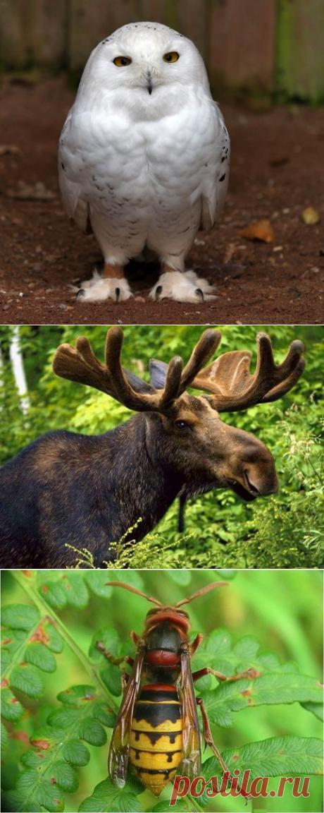 2015 год - Год Белого Филина по славянскому гороскопу. | ЖЕНСКИЙ МИР