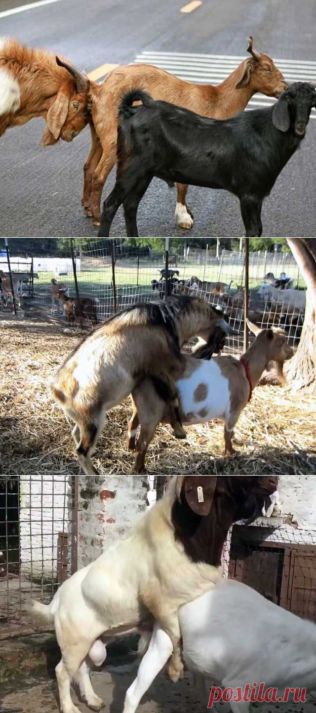 Случка коз: признаки охоты и возраст покрытия