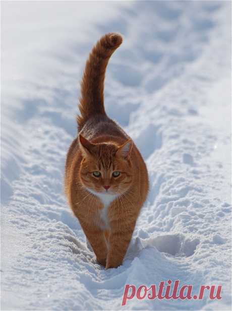 Кошки в снегу — SuperCoolPics