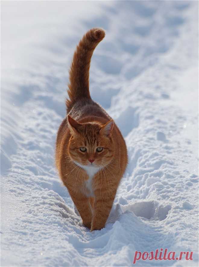 Кошки в снегу — SuperCoolPics