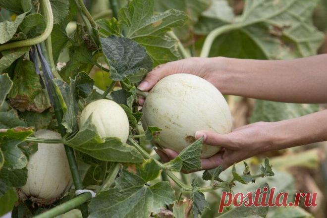 Можно ли спасти недозрелую дыню
Часто случается, что купленная на рынке или в магазине дыня оказывается недозрелой....
Читай дальше на сайте. Жми подробнее ➡