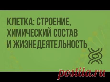 Клетка: строение, химический состав и жизнедеятельность