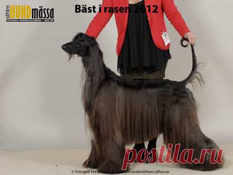 AFGHANHUND Domare: SAVOLAINEN TUULA, FINLAND   FI UCH SE UCH SL CH KHAOS D' ARAM Ägare: WOHLIN SAORI, ÅKERS STYCKEBRUK Uppfödare: ROSEEN LUNDSTRÖM CHRISTINA, NORSBORG