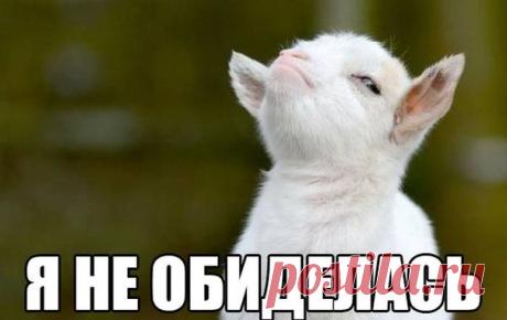 Шестнадцатый День Блогера: 3 декабря.
Мой пост №16: Я ОБИДЕЛАСЬ!

Вспомнилось сегодня, как я еще девчонкой обиделась на маму.
Ситуация была примерно следующей: мы с родителями ездили в путешествие на нашей машине, вместе с нами был еще папин друг с дочерью. Ее, кстати, тоже звали Леной. Она была девочкой хрупкой, ее укачивало в машине, то одно у нее болело, то другое.
Показать полностью…
