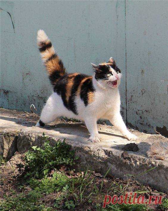 Кот, проглотивший гимнастический козел..
